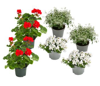 Beet- & Balkonpflanzen-Set Balkonliebe, 6-teilig