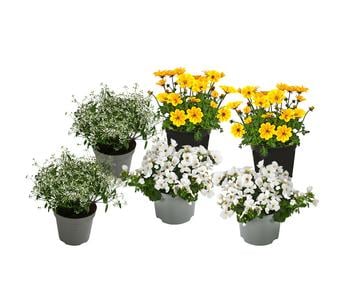 Beet- & Balkonpflanzen-Set Sonnengruß, 6-teilig