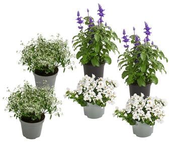 Beet- & Balkonpflanzen-Set Landhaus, 6-teilig