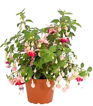 XXL Fuchsie, stehend, verschiedene Sorten