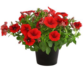 6 x Hängepetunie, ca. 20-35 cm von Dehner, Rot - Mindestbestellmenge: 6 Stk.