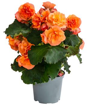 Begonie 'Solenia', verschiedene Farben