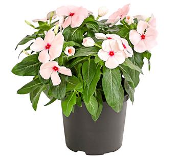 6 x Catharante von Dehner, Rosa - Mindestbestellmenge: 6 Stk.