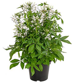 Spinnenpflanze 'Weiß'