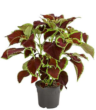 Buntnessel - Solenostemon scutellarioides