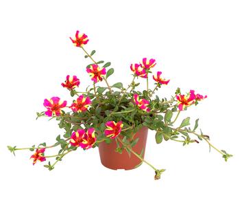 Portulakröschen, zweifarbig, verschiedene Sorten