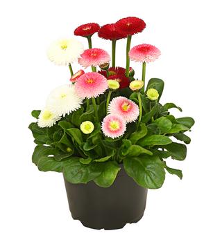6 x Gänseblümchen-Trio von Dehner, Dunkelrot, Rosa, Creme - Mindestbestellmenge: 6 Stk.