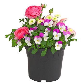 Pflanzen-Trio Frühjahr in Pastell