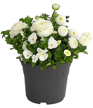 Pflanzen-Trio Frühling in Weiß