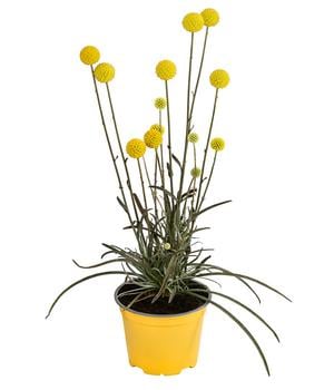 Trommelschlägel 'Golf Beauty'