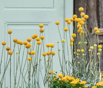 Trommelschlägel 'Golf Beauty'