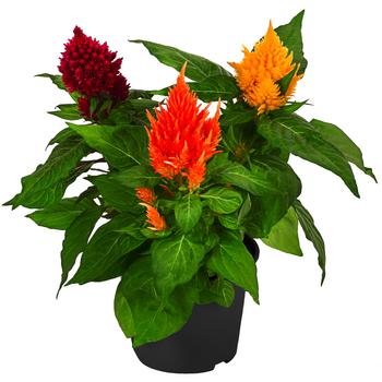 6 x Federbusch-Trio von Dehner, Gelb, Orange, Rot - Mindestbestellmenge: 6 Stk.