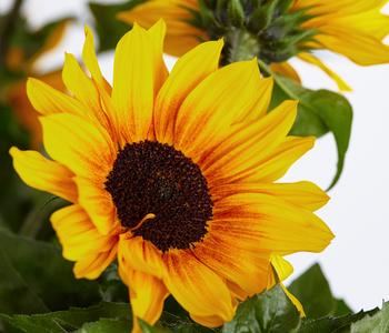 Sonnenblume 'SunBelievable®' Dehner