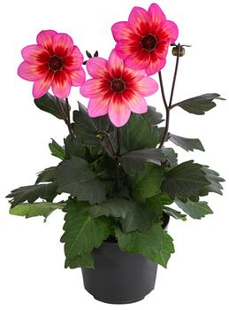 Dahlie 'Dahlegria Tricolore'