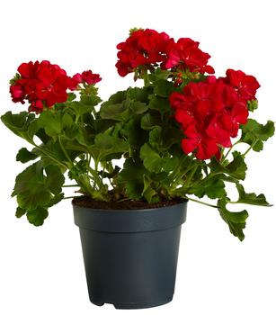 2 x Stehende Geranie von Dehner, Bunt, Weiß, Zartrosa, Rosa, Pink, Hellrot, Rot, Lila, Lavendel - Mindestbestellmenge: 2 Stk.