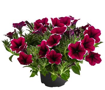 Hängepetunie 'Picotee'