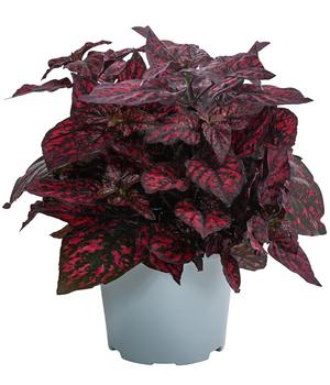 Punktblume 'Hippo', verschiedene Farben