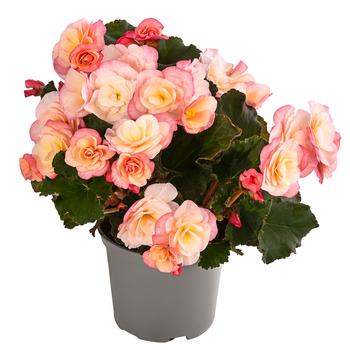 Begonie 'Cream Rose'