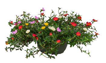 Portulakröschen, Schale