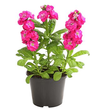 Levkoje, verschiedene Farben