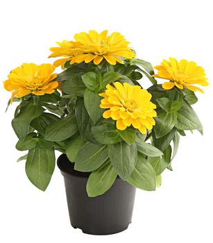 Zwergzinnie, verschiedene Farben