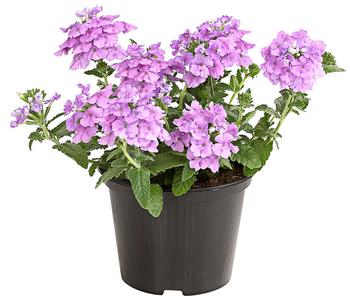 6 x Eisenkraut von Dehner, Rosa - Mindestbestellmenge: 6 Stk.