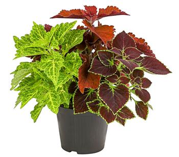 6 x Buntnessel-Trio - Solenostemon scutellarioides von Dehner - Mindestbestellmenge: 6 Stk.