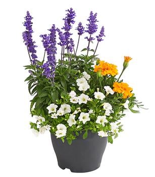 Pflanzen-Trio Sonnenglück