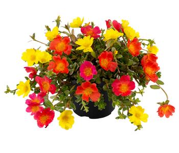 2 x Portulakröschen von Dehner, Gelb, Rot, Pink, Orange - Mindestbestellmenge: 2 Stk.