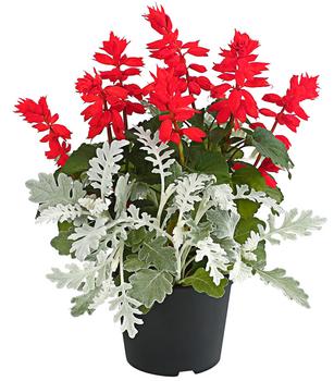 Pflanzen-Duo Feuersalbei und Silberblatt