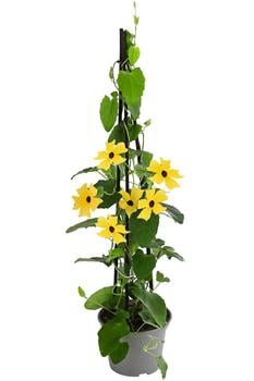 Schwarzäugige Susanne