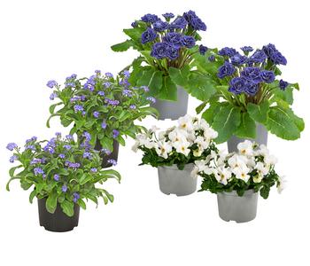 Beet- & Balkonpflanzen-Set Blauton, 6-teilig