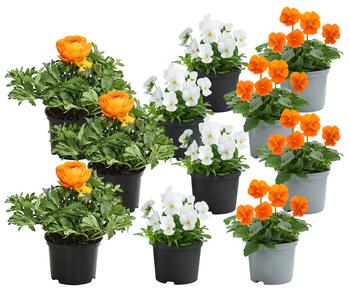 Beet- & Balkonpflanzen-Set Oranger Frühling, 11-teilig