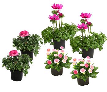 Beet- & Balkonpflanzen-Set Rosa Frühling, 6-teilig von Dehner