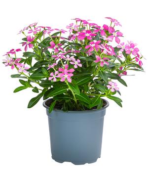Catharanthus 'Soiree'