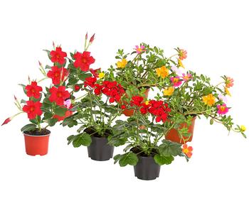 Beet- & Balkonpflanzen-Set Sonnenanbeter von Dehner, Gelb / Orange Rot