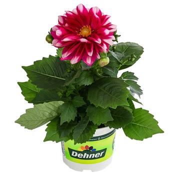 6 x Zwergdahlie, Besonderheit, verschiedene Farben von Dehner, Gelb / Orange Rosa Pink Rot Lila Dunkelblau Weiß - Mindestbestellmenge: 6 Stk.