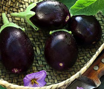 Mini Aubergine von Dehner, Lila