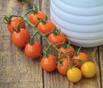 Zuckertomate, orange