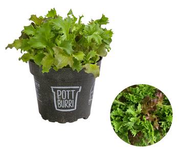Bio Schnittsalat im Pottburri®-Topf