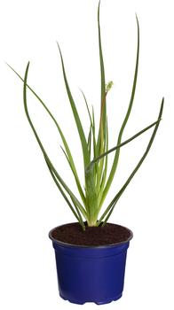 Dehner Erste-Hilfe-Pflanze