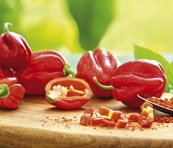 4 x Chili 'Habanero', rot von Dehner - Mindestbestellmenge: 4 Stk.