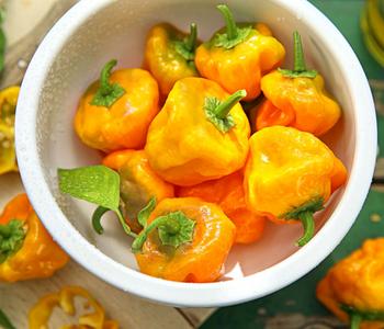 Chili 'Scotch Bonnet'