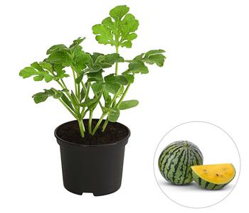 Wassermelone, gelb