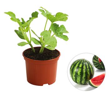 Mini Wassermelone