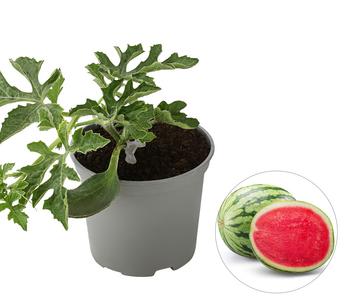 Dehner Gourmet Garten Wassermelone, veredelt