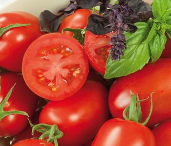 4 x Eiertomate, rot von Dehner - Mindestbestellmenge: 4 Stk.
