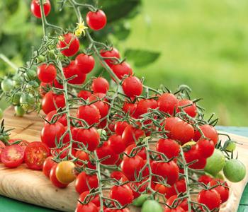 2 x Dehner Gourmet Garten Cherrytomate, veredelt, Rot - Mindestbestellmenge: 2 Stk.