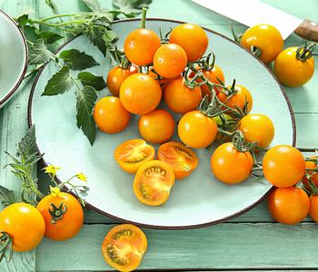 Cherrytomate 'Sungold'