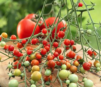 Johannisbeertomate 'Tomberry® Red'